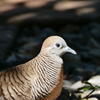 Peaceful Dove
