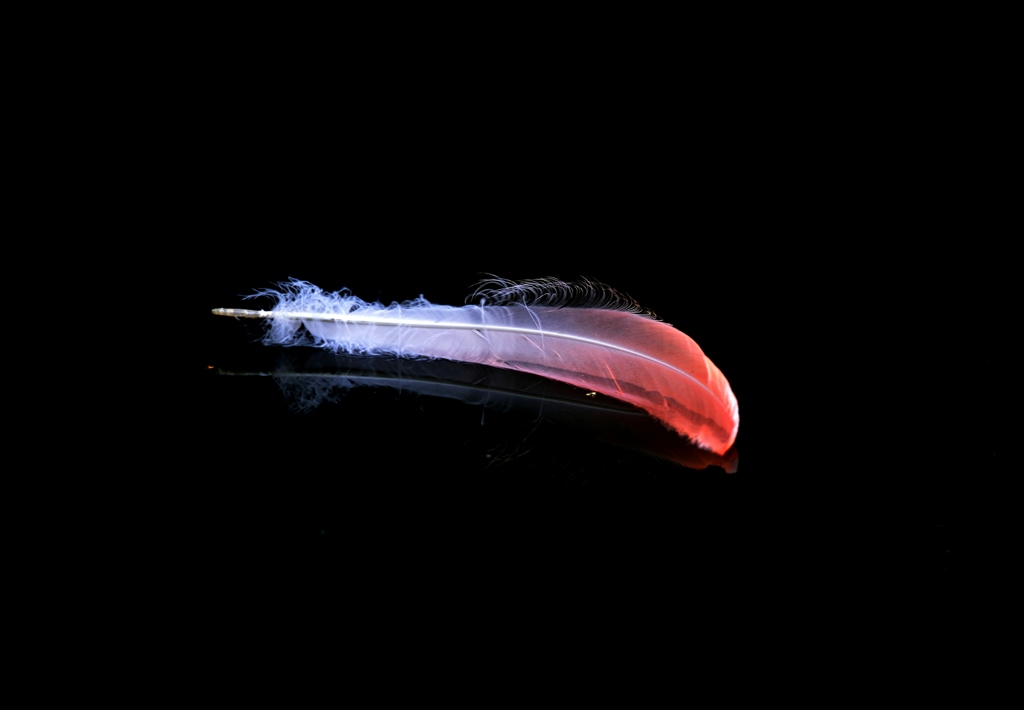 Wing