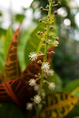 ヘンヨウボクの花