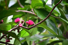 チョンプーの花