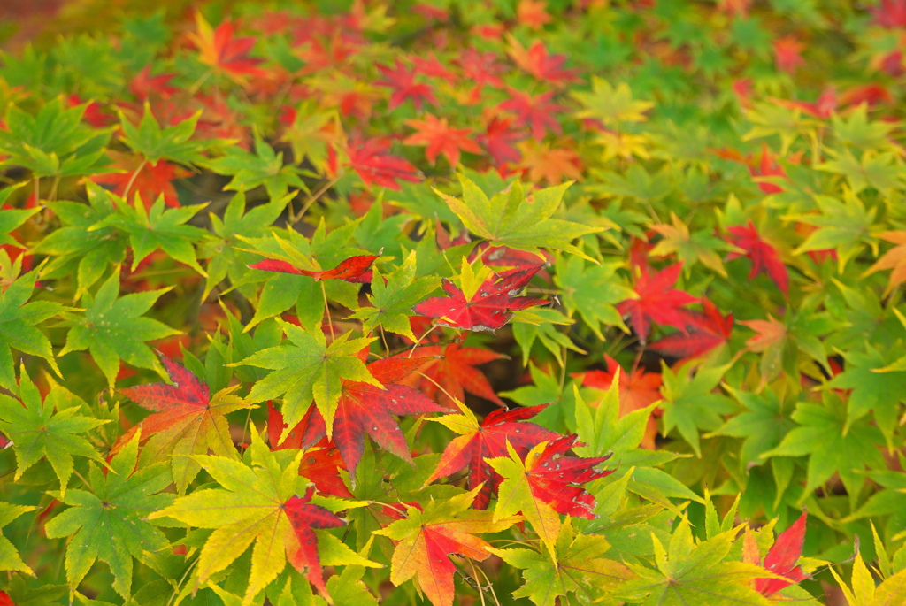 コンビネーション