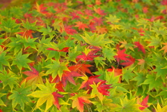 コンビネーション