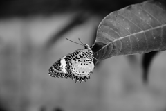 monochrome butterfly