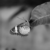 monochrome butterfly