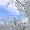 snow scene at Thailand