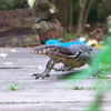 ミズオオトカゲ