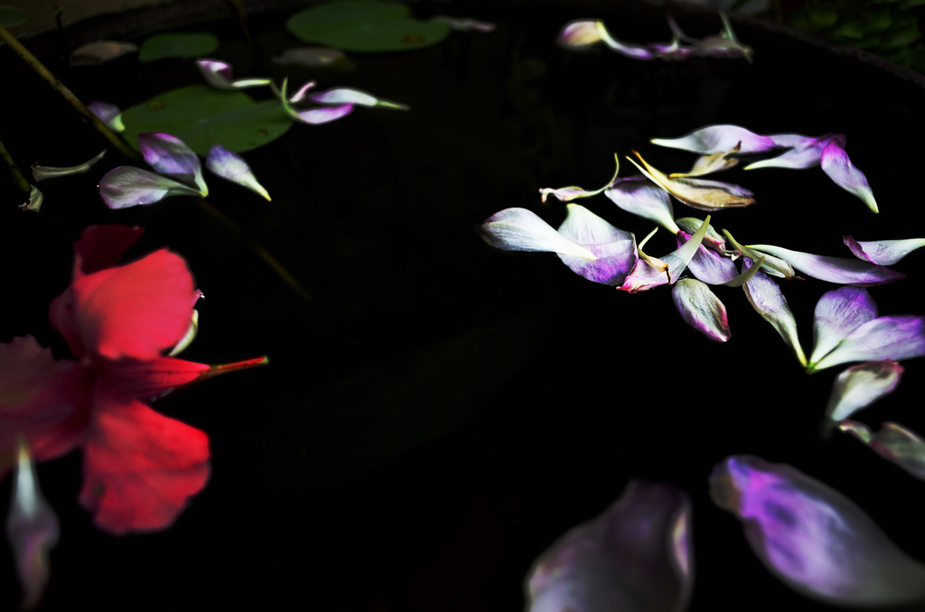 花無心