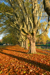 紅葉の風景