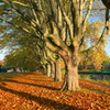 紅葉の風景