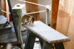 我思う故に我有り