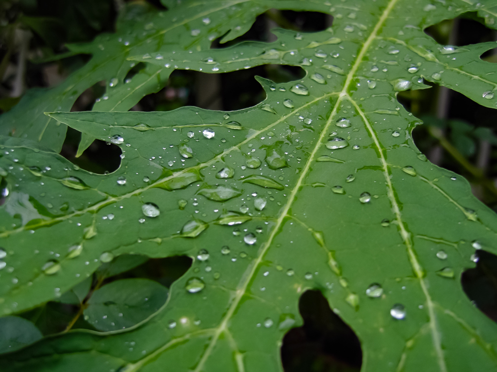 ぽつぽつ雨