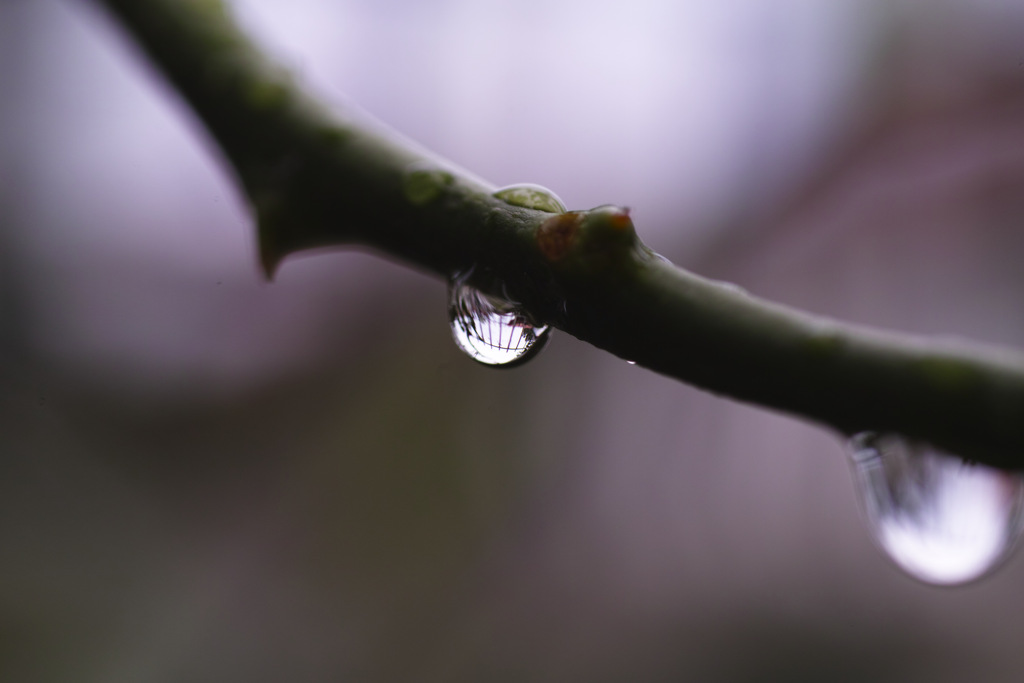雨上がり２
