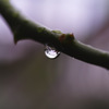 雨上がり２
