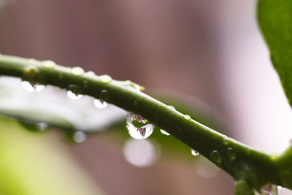 雨上がり１