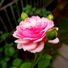 薔薇・ノーファインダー1