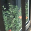 窓辺の花