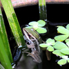 Green grass frog