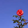 青空と赤いバラ