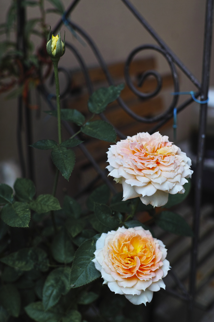 薔薇を撮りましたⅤ