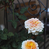 薔薇を撮りましたⅤ