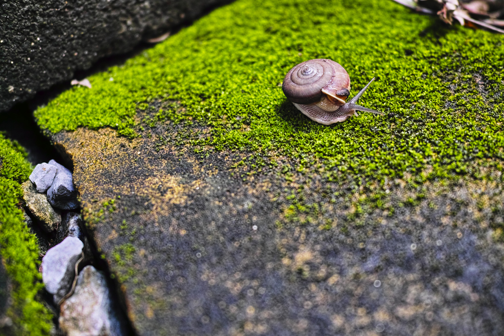 Dynamic snails