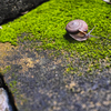 Dynamic snails