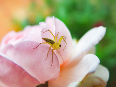 Oxyopes sertatus Latrelle