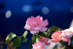 18年6月散歩道の花1