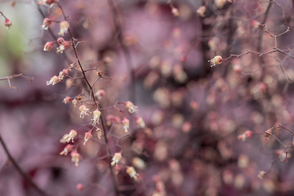 線香花火の枝