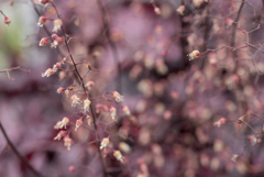 線香花火の枝