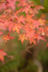 小さな紅葉 1