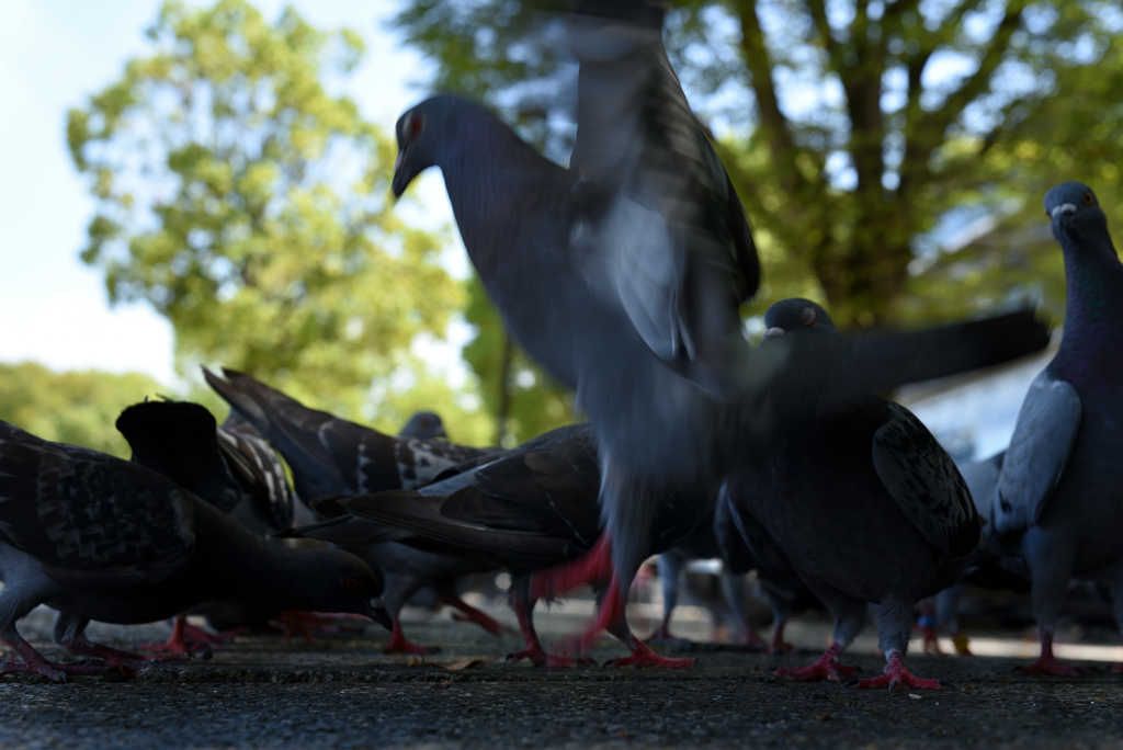 魂鳩４