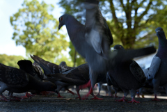 魂鳩４