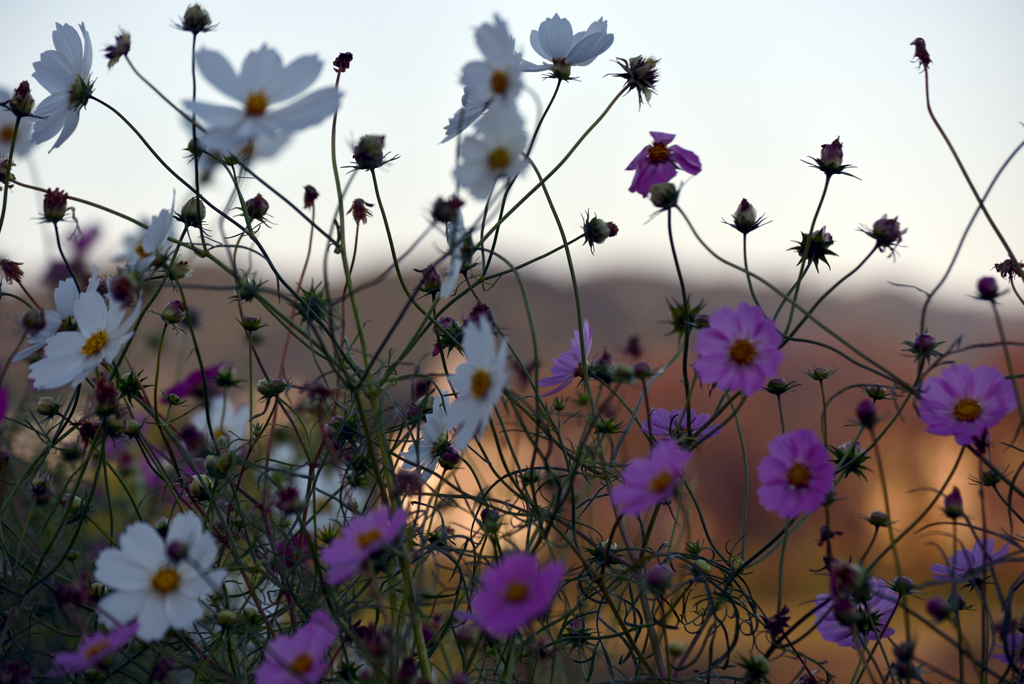 寒い早朝散歩 3