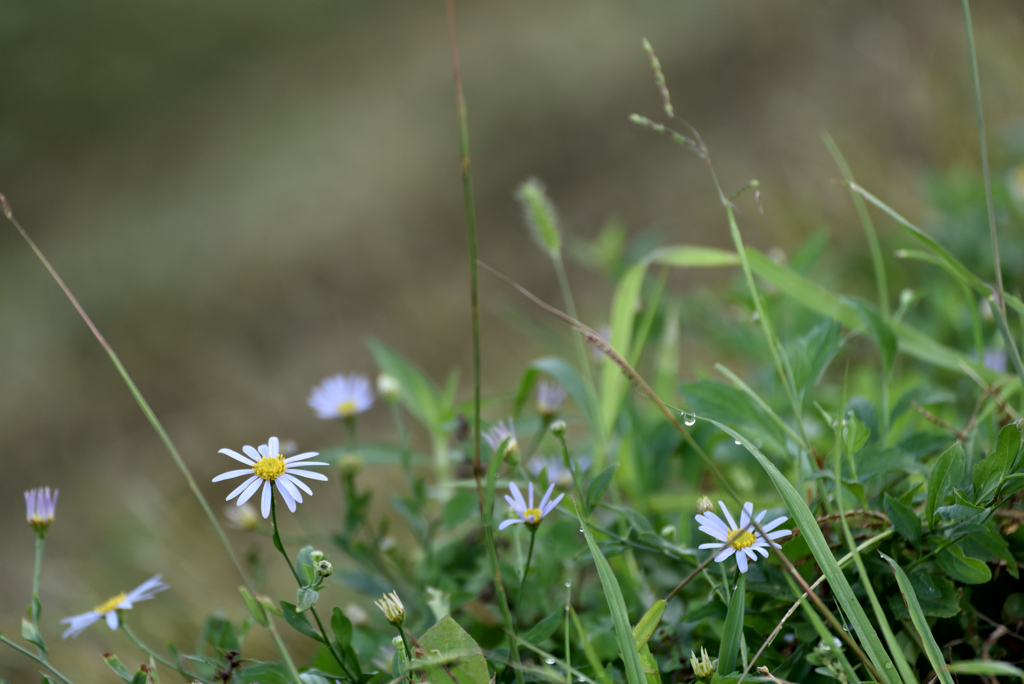 あっさり花景色