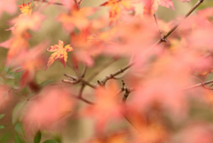 小さな紅葉 2