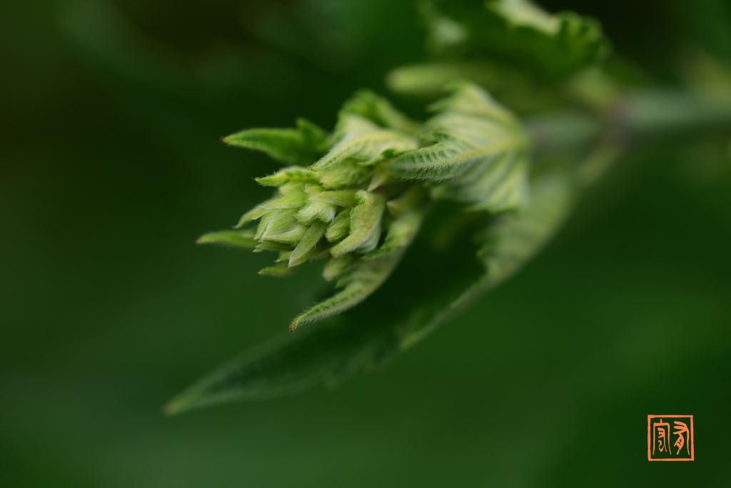 木の芽時