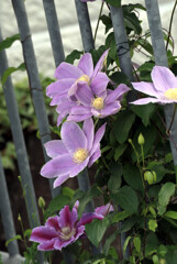 薄紫花