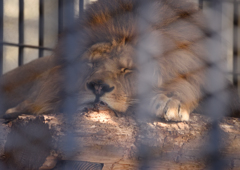 18年1月　姫路動物園　王様の昼寝