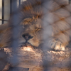 18年1月　姫路動物園　王様の昼寝