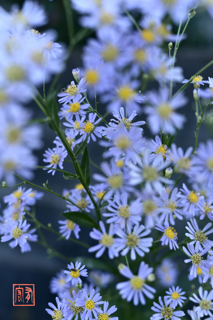 青花のしたたり