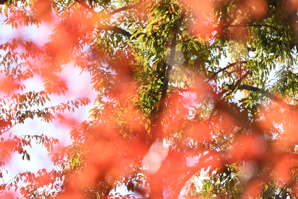 紅葉祭り 11