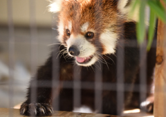 17年9月　姫路動物園　レッサーパンダ