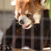 17年9月　姫路動物園　レッサーパンダ
