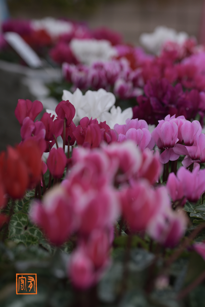 植物園の花壇 2 (’21.11)