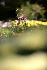 半田山植物園 3