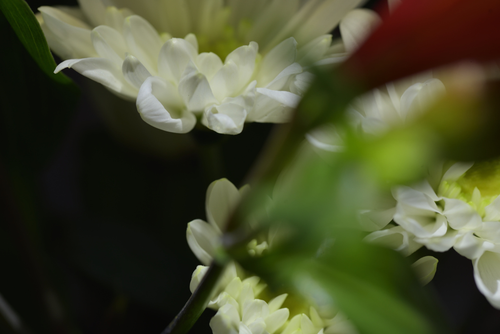 華やぎて 5 　