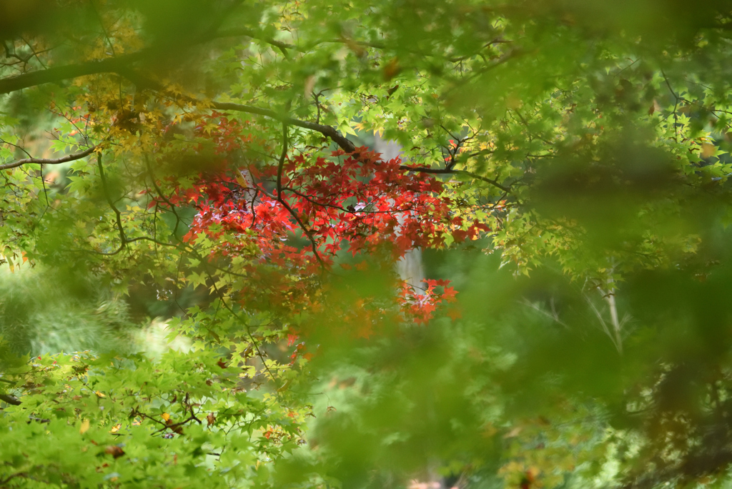 紅葉祭り 2