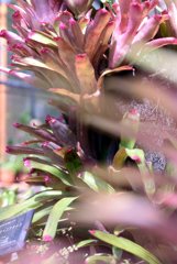 半田山植物園12