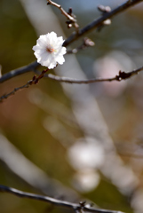 秋桜 3